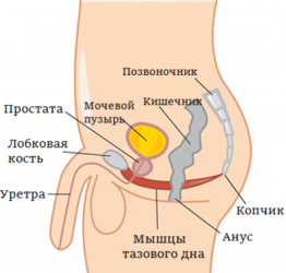 Выбор чемпионов! 